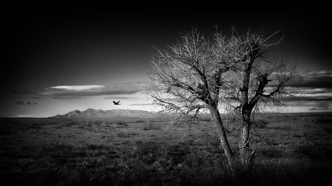 Through a Crow's Eye