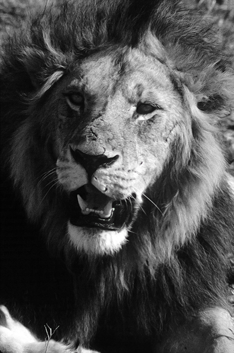 The King of Ngorongoro Crater